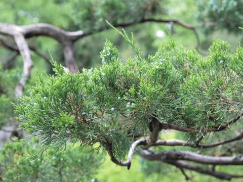 Juniperus chinensis cv. Pyramidalis