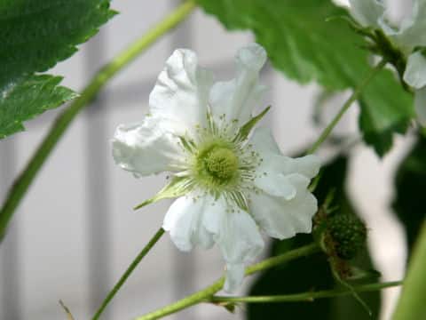 Rubus trifidus