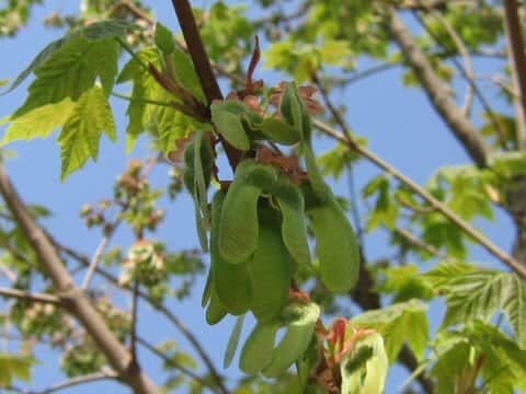 Acer diabolicum