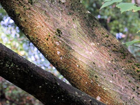 Broussonetia papyrifera