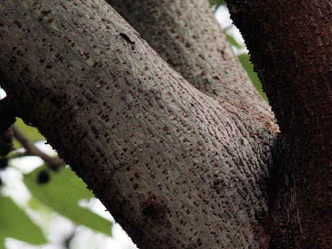 Broussonetia papyrifera