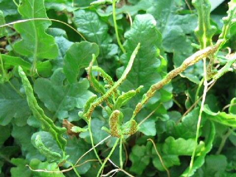 Quercifilix zeylanica