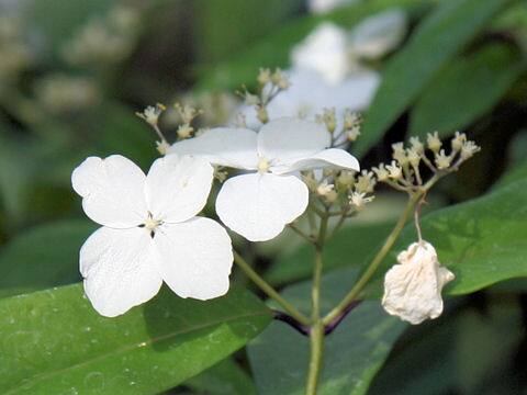 Hydrangea chinensis