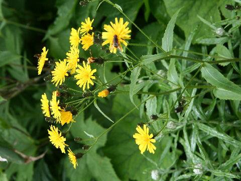 Picris hieracioides ssp. kamtschatica
