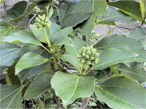 Dendropanax trifidus