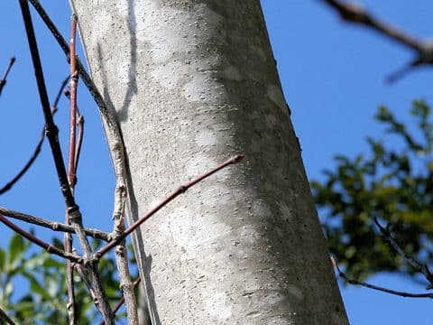 Dendropanax trifidus