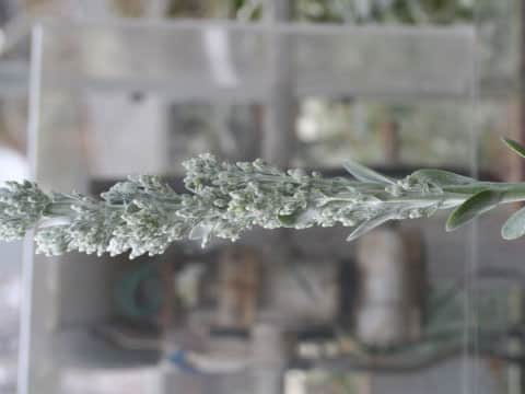 Kalanchoe thyrsiflora