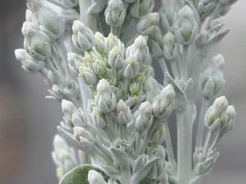 Kalanchoe thyrsiflora