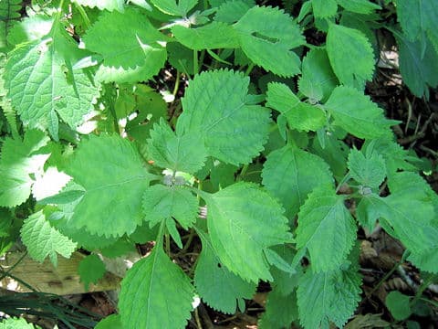 Rabdosia umbrosa var. leucantha