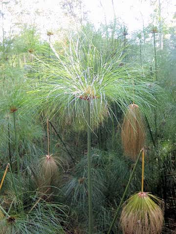 Cyperus papyrus