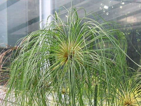 Cyperus papyrus