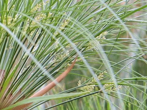 Cyperus papyrus