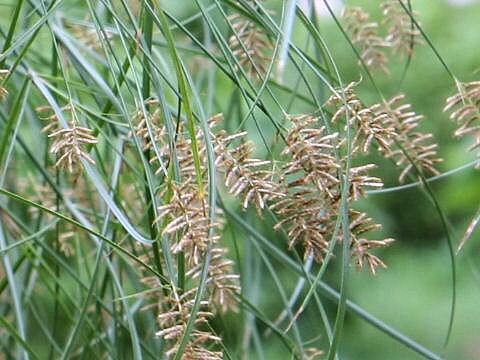 Cyperus papyrus