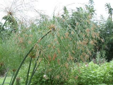 Cyperus papyrus