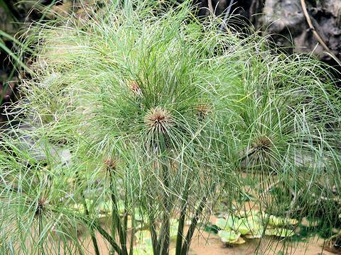 Cyperus papyrus