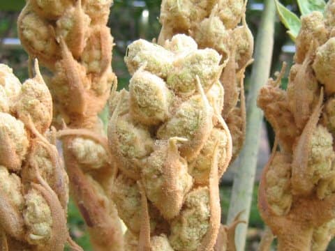 Tetrapanax papyriferus