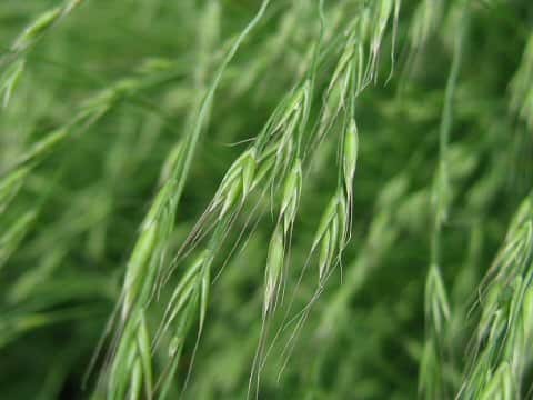 Agropyron tsukushiense var. transiens