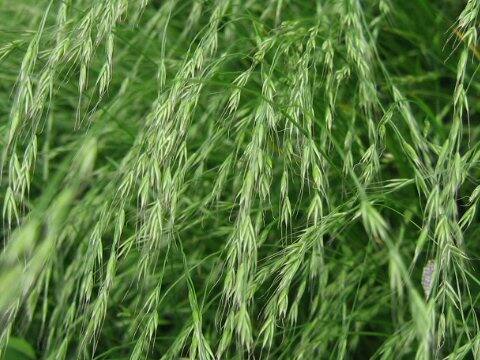 Agropyron tsukushiense var. transiens