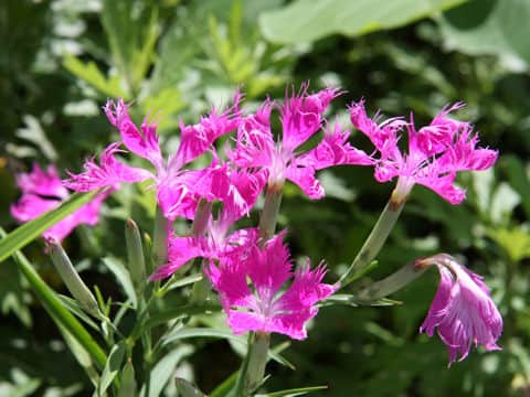 Dianthus superbus var. longicalycinus