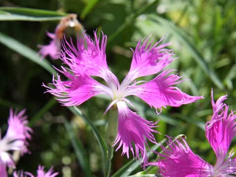 Dianthus superbus var. longicalycinus