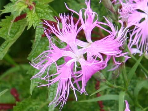 Dianthus superbus var. longicalycinus