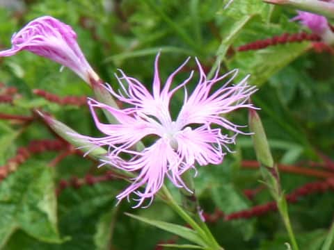 Dianthus superbus var. longicalycinus