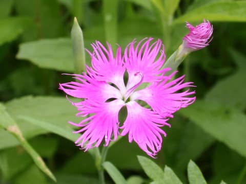 Dianthus superbus var. longicalycinus