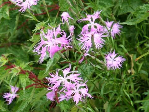 Dianthus superbus var. longicalycinus