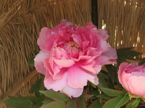 Paeonia suffruticosa var. hiberniflora