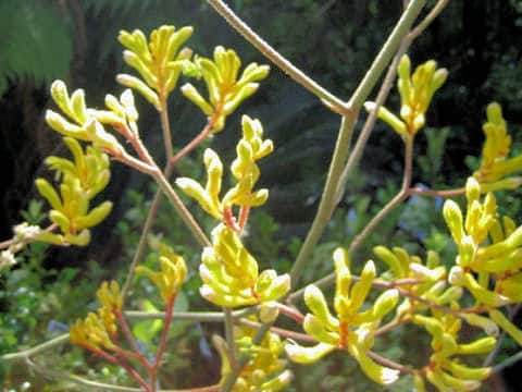 Anigozanthos manglesii