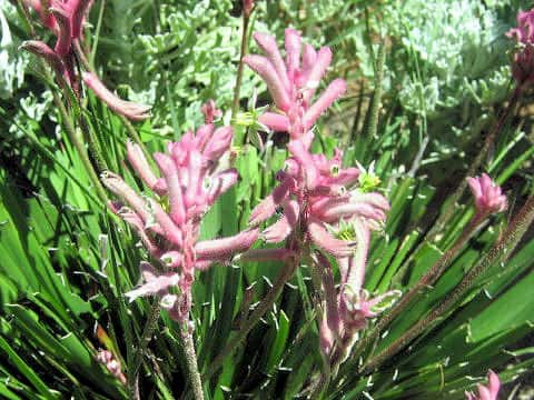 Anigozanthos manglesii