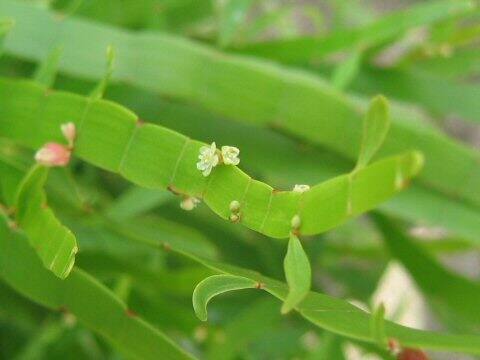 Homalocladium platycladum