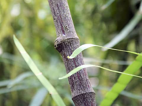 Homalocladium platycladum