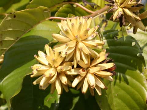 Camptotheca acuminata