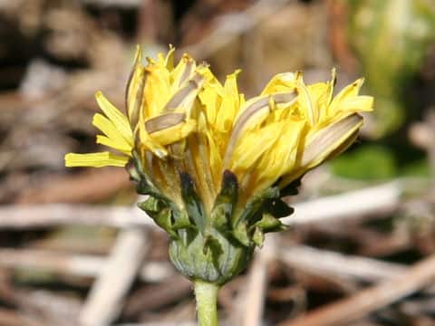 Taraxacum platycarpum