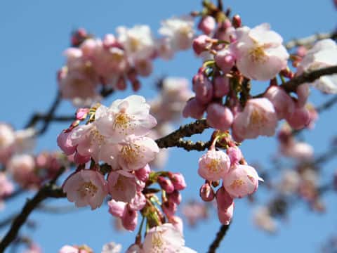 Prunus x kanzakura cv. Kanzakura