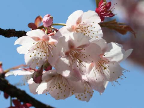 Prunus x kanzakura cv. Kanzakura