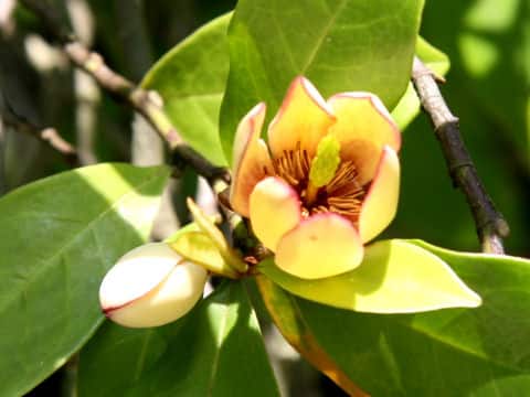 Michelia figo