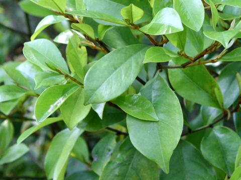 Michelia figo
