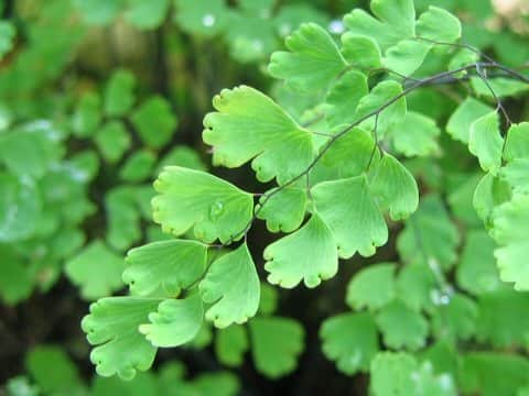 Adiantum raddianum