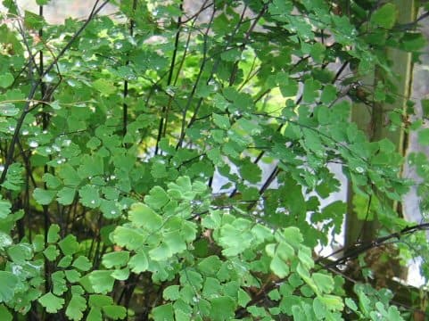 Adiantum raddianum