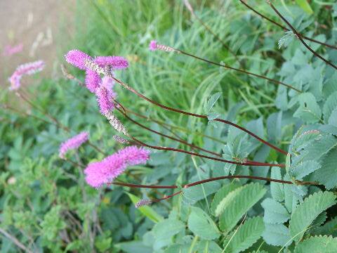 Sanguisorba hakusanensis