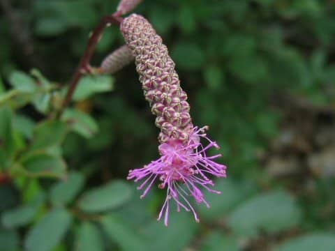 Sanguisorba hakusanensis