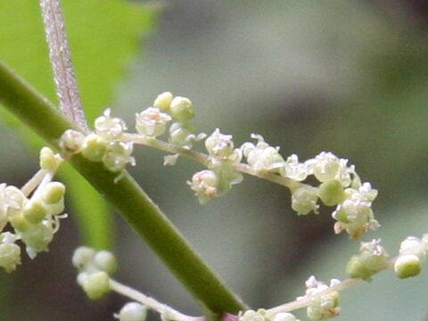 Boehmeria nipononivea