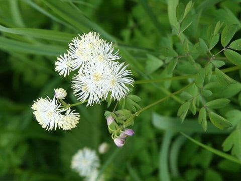 Thalictrum aquilegifolium var. intermedium