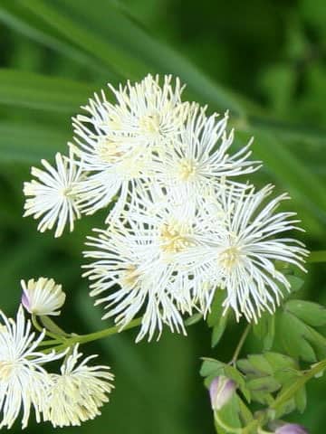 Thalictrum aquilegifolium var. intermedium