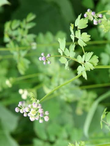 Thalictrum aquilegifolium var. intermedium