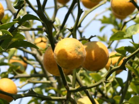 Poncirus trifoliata