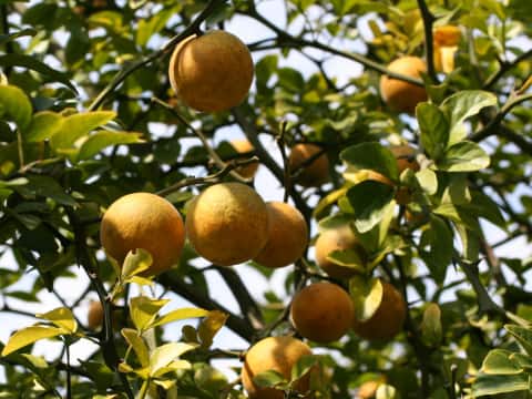 Poncirus trifoliata