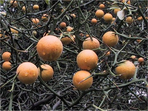 Poncirus trifoliata